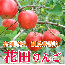 【いっぴん】青森県産　花田りんご(特選サンふじ)