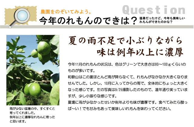 夏場に雨が少なかったせいか例年よりも味が濃厚です。食べてみたら、酸っぱ～い!でも甘みもあって美味しいレモンを味わってください。