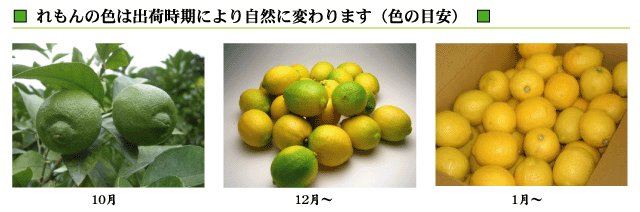 国産レモンは出荷時期により自然に色が変わります。時期ごとの味と香りをお楽しみください。