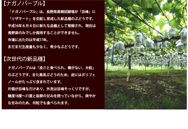 ナガノパープルは、皮ごと食べられ、種がなく、大粒のぶどうです。まだまだ生産量も少ないため、希少なぶどうです。