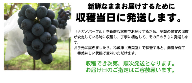 長野県産田牧さんのナガノパープルは、収穫当日に発送するため、新鮮なままお届けできます。