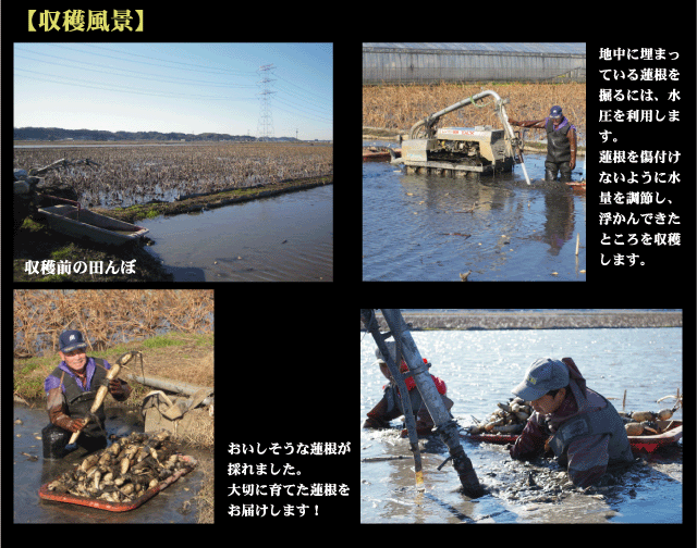 蓮根の収穫風景。地中に埋まっている蓮根を掘るには水圧を利用します。蓮根を傷付けないように水量を調節し浮かんできたところを収穫します。